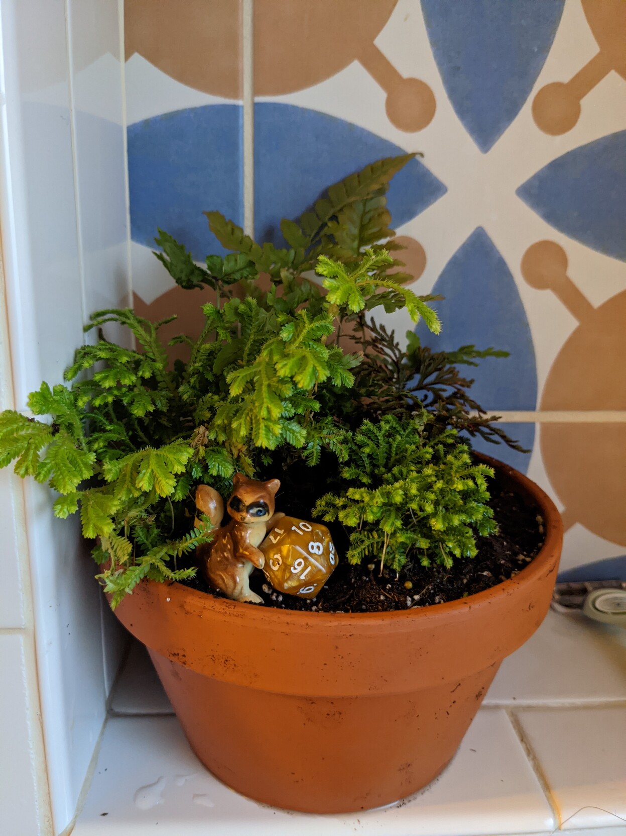 A small, stout terracotta pot containing a fern in the rear and a few moss varieties in the midground of the pot.  In the foregground there is a raccoon figurine holding a d20.  The pot is in a tiled alcove.
